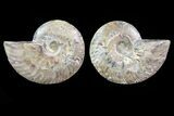Cut & Polished Ammonite Fossil - Agatized #82318-1